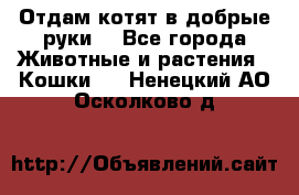 Отдам котят в добрые руки. - Все города Животные и растения » Кошки   . Ненецкий АО,Осколково д.